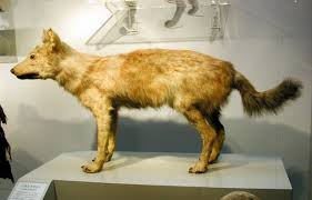 ニホンオオカミ