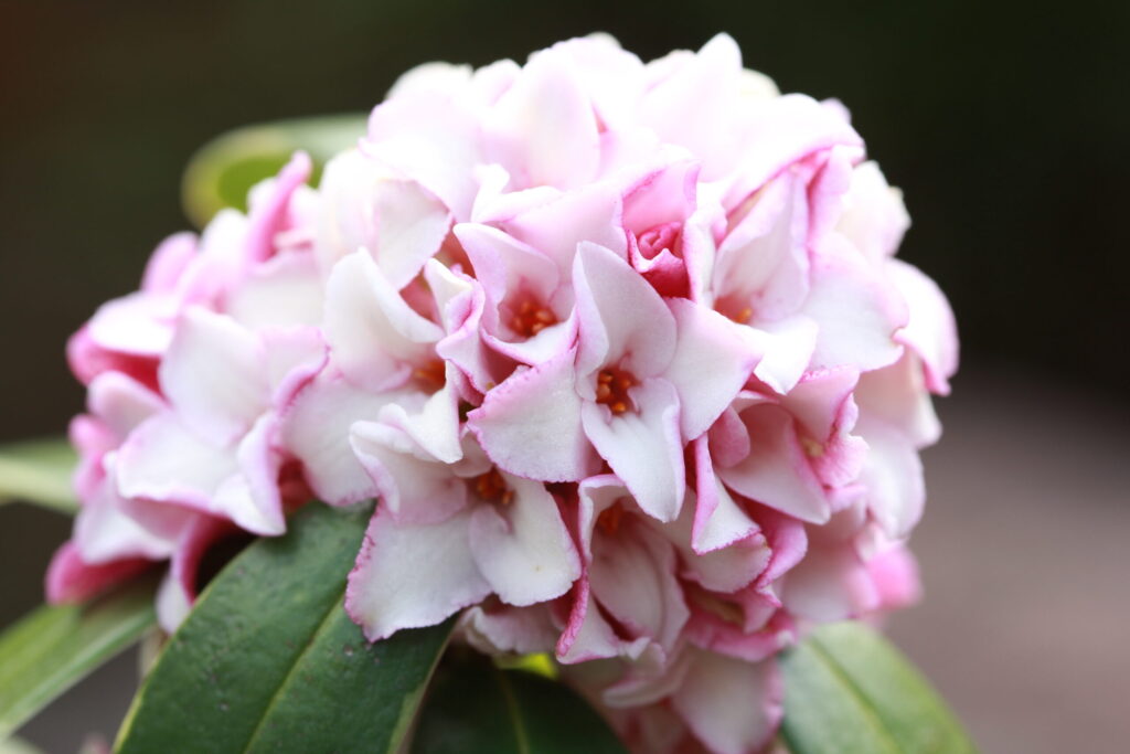 ジンチョウゲのはな