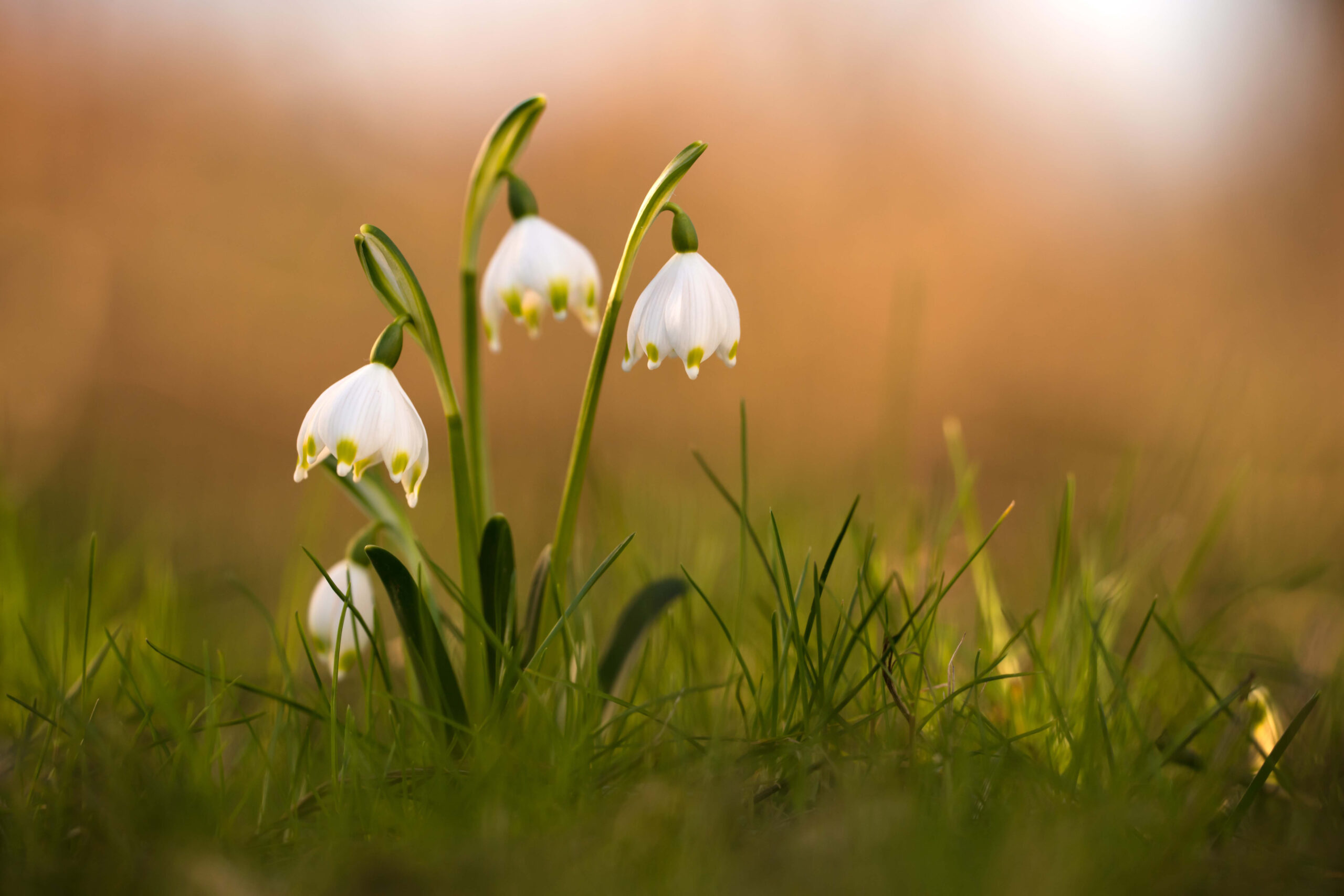 スノーフレーク