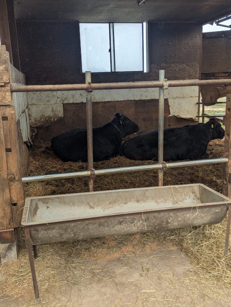 黒い牛がにとう