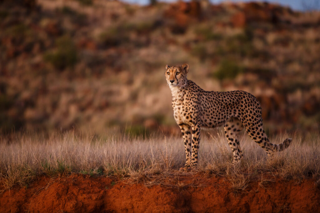 チーターのすがた